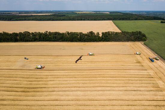 Russia Wheat Harvest 