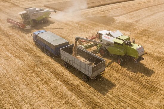 Russia Wheat Harvest 