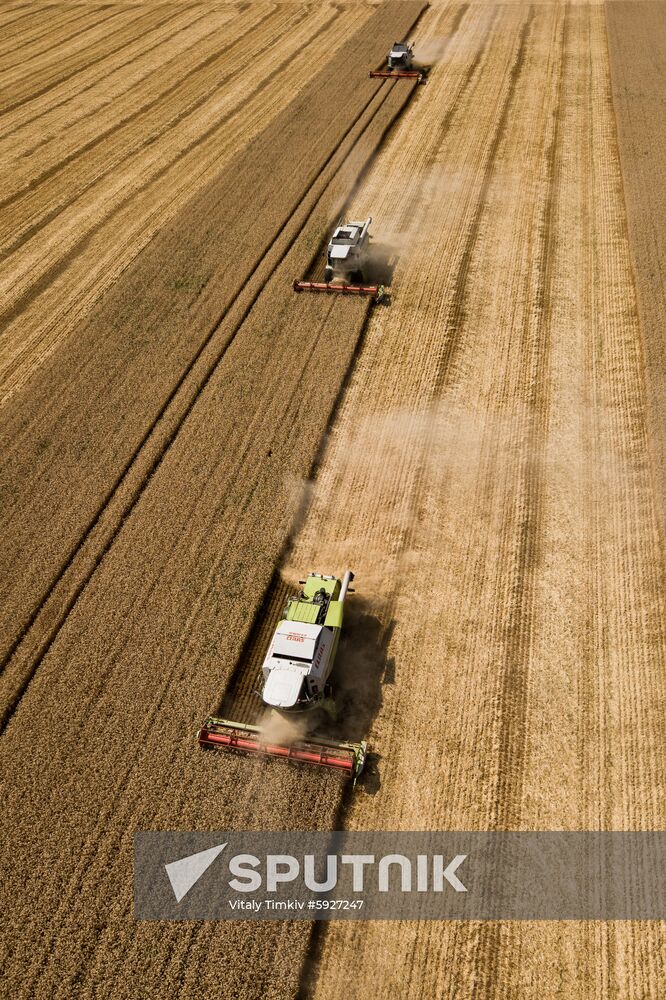 Russia Wheat Harvest 