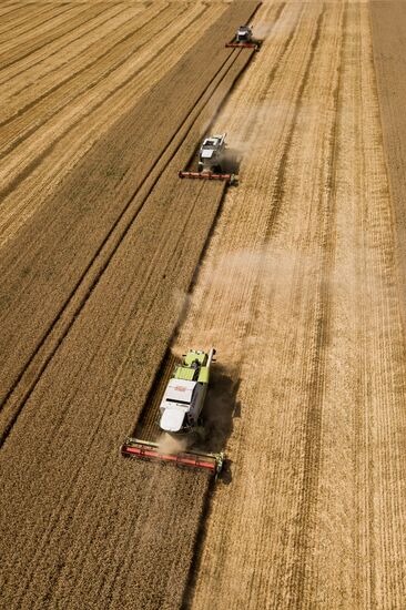 Russia Wheat Harvest 