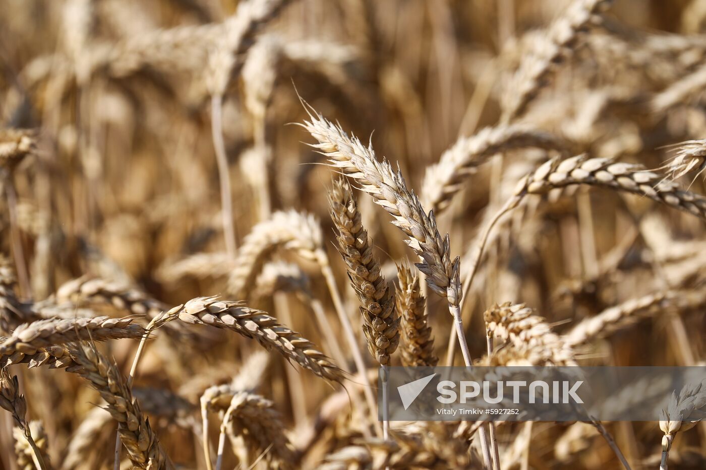 Russia Wheat Harvest 