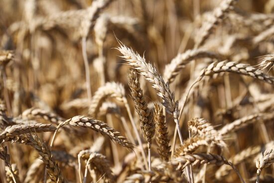 Russia Wheat Harvest 