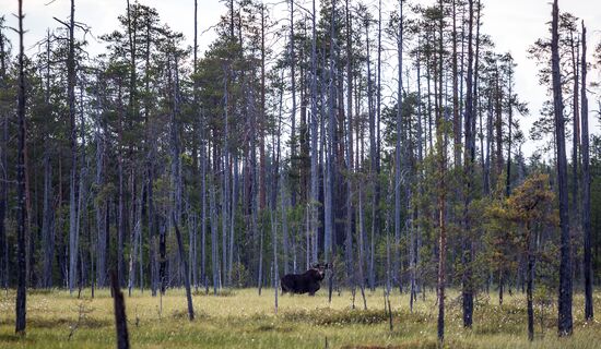 Russia Regions Karelia