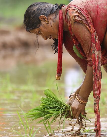 Nepal National Paddy Day