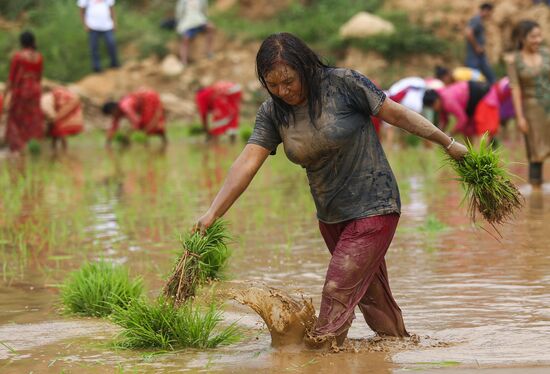 Nepal National Paddy Day