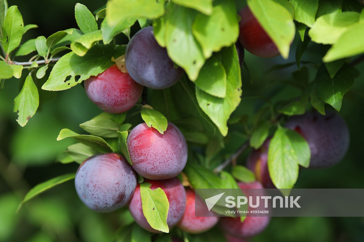 Russia Cherry Plums Harvest