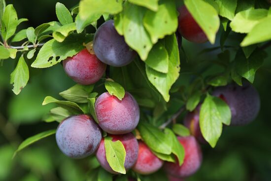 Russia Cherry Plums Harvest