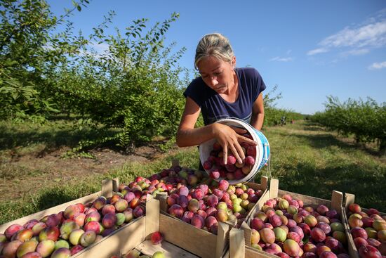 Russia Cherry Plums Harvest