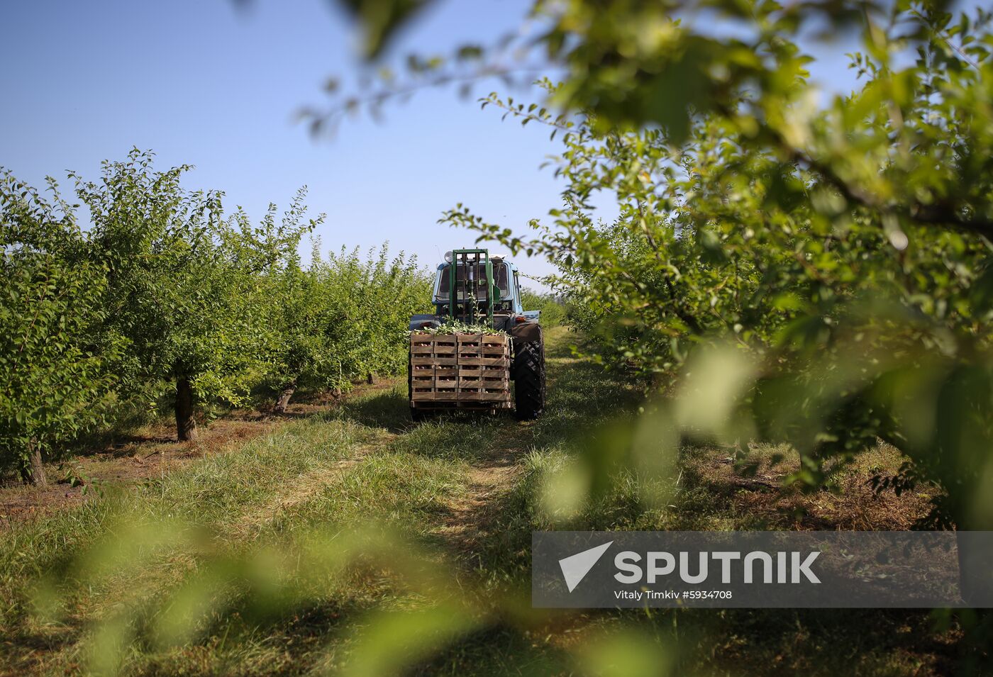 Russia Cherry Plums Harvest