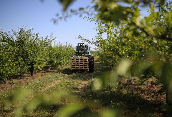 Russia Cherry Plums Harvest