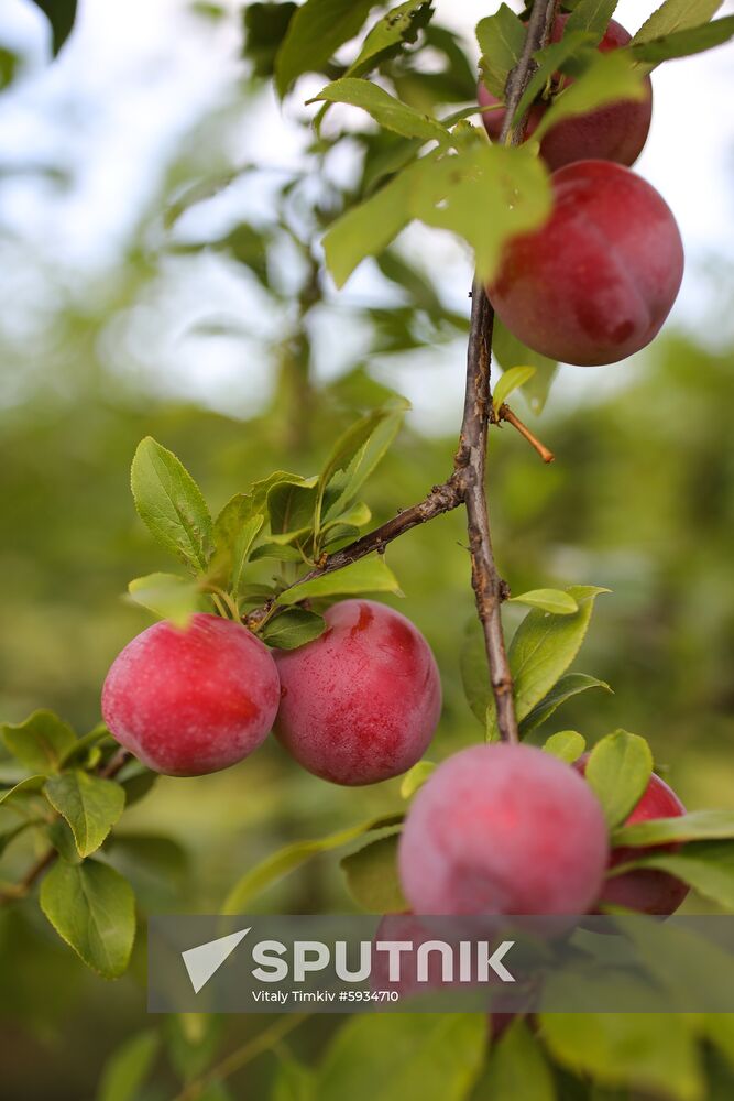 Russia Cherry Plums Harvest