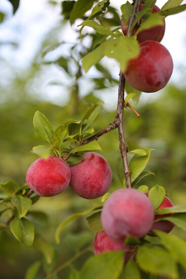 Russia Cherry Plums Harvest