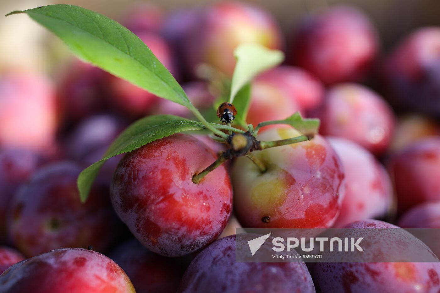 Russia Cherry Plums Harvest