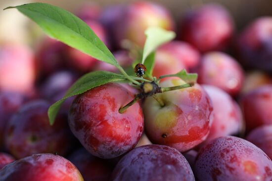 Russia Cherry Plums Harvest