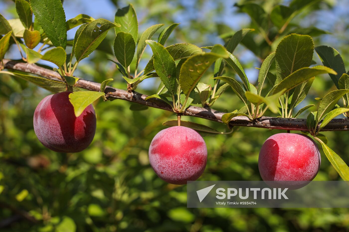Russia Cherry Plums Harvest