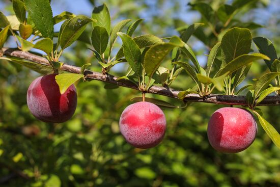 Russia Cherry Plums Harvest