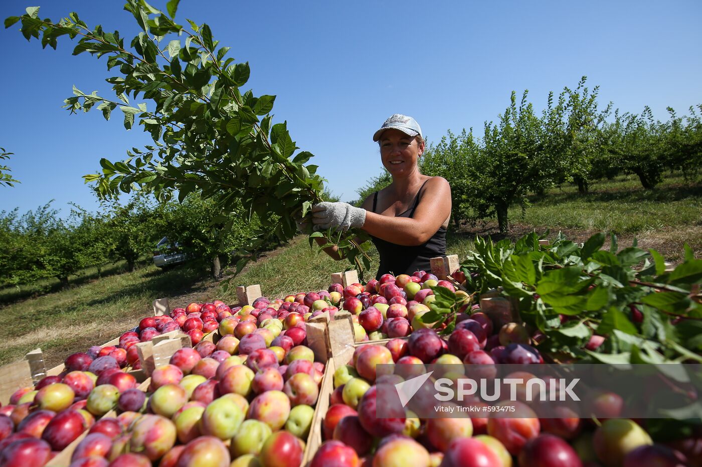 Russia Cherry Plums Harvest