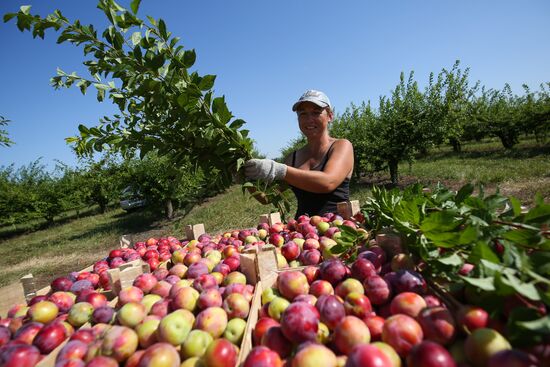 Russia Cherry Plums Harvest
