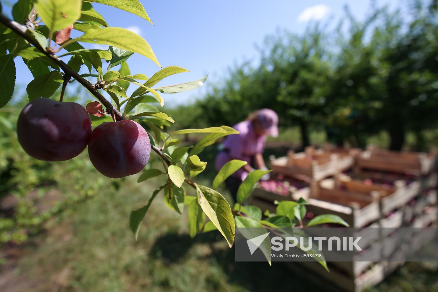 Russia Cherry Plums Harvest