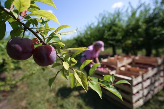 Russia Cherry Plums Harvest