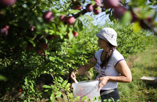 Russia Cherry Plums Harvest
