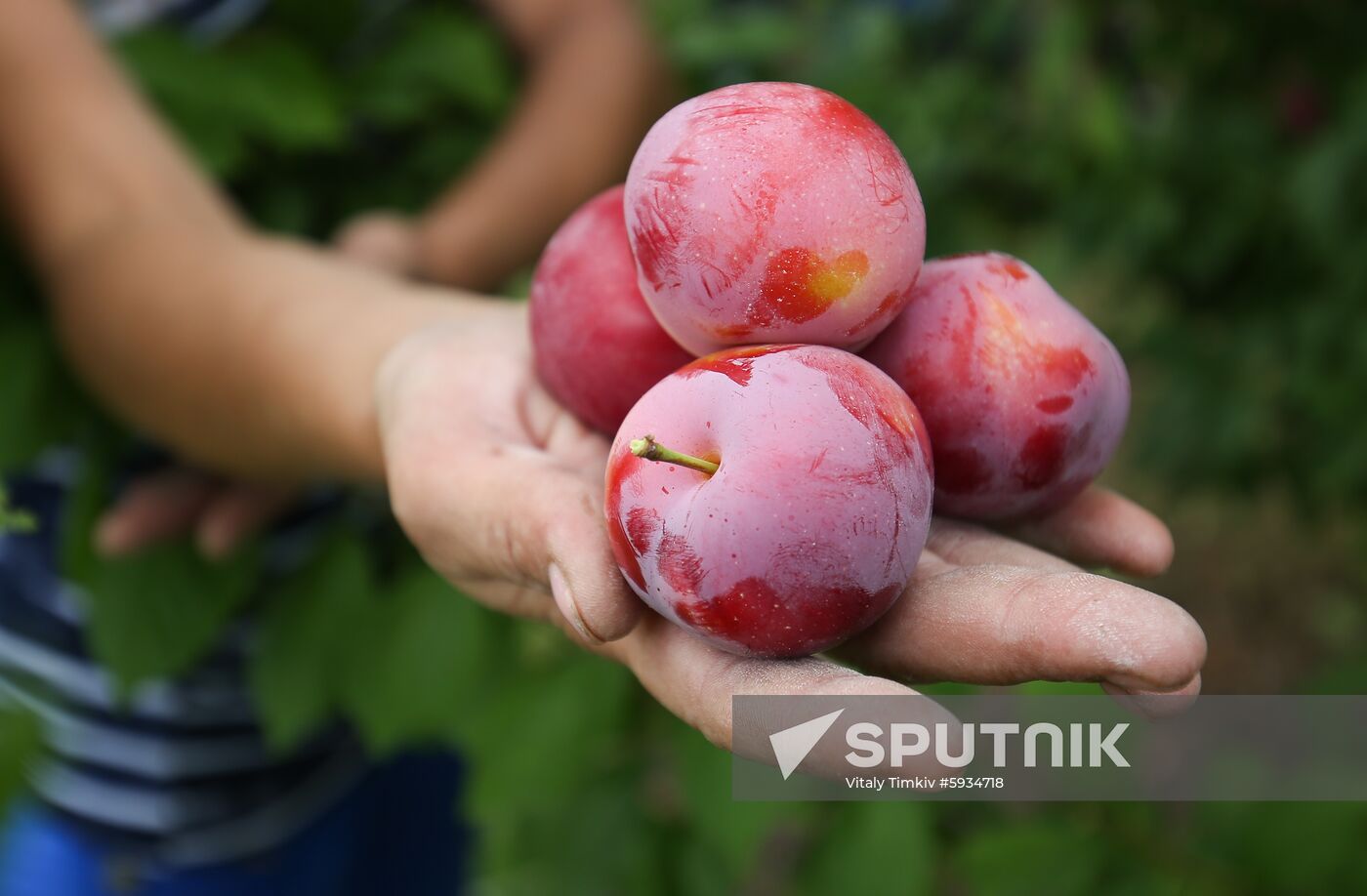 Russia Cherry Plums Harvest