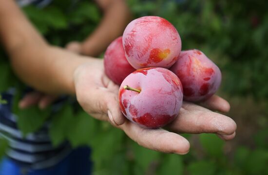 Russia Cherry Plums Harvest