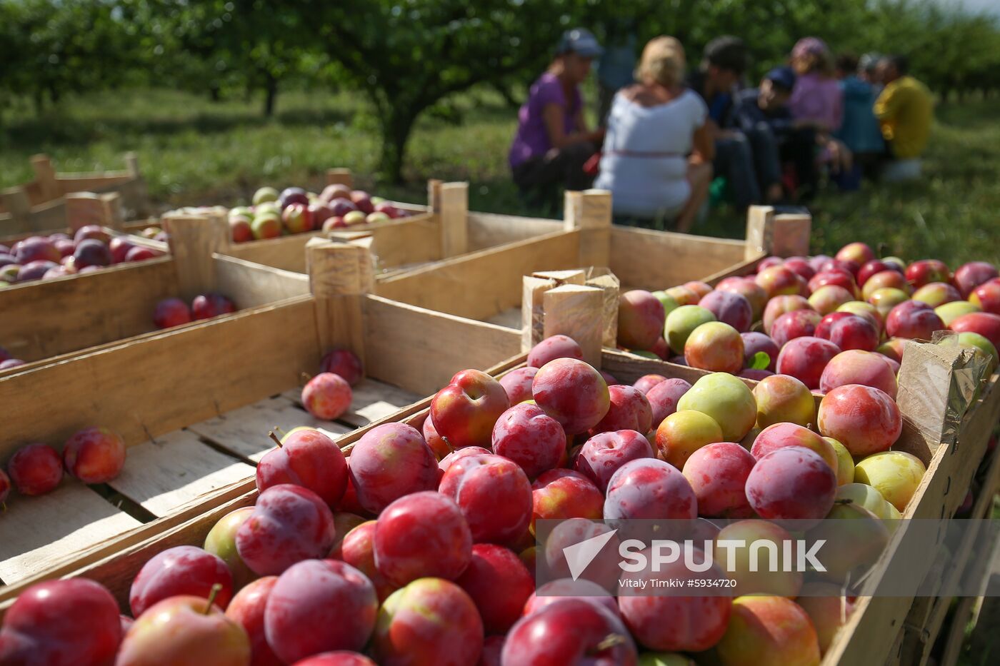 Russia Cherry Plums Harvest
