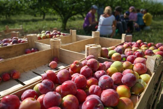 Russia Cherry Plums Harvest