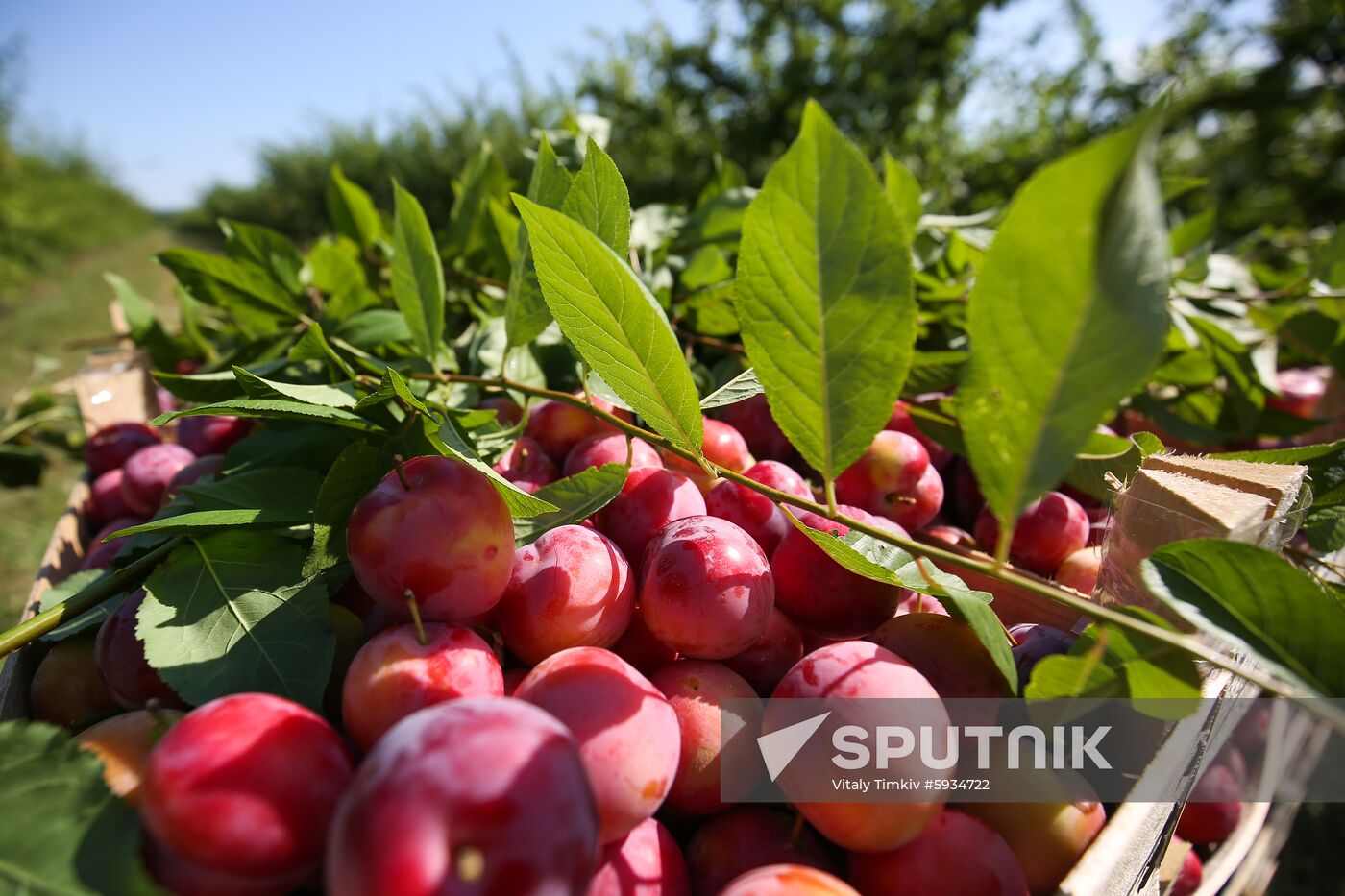 Russia Cherry Plums Harvest