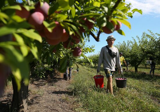 Russia Cherry Plums Harvest