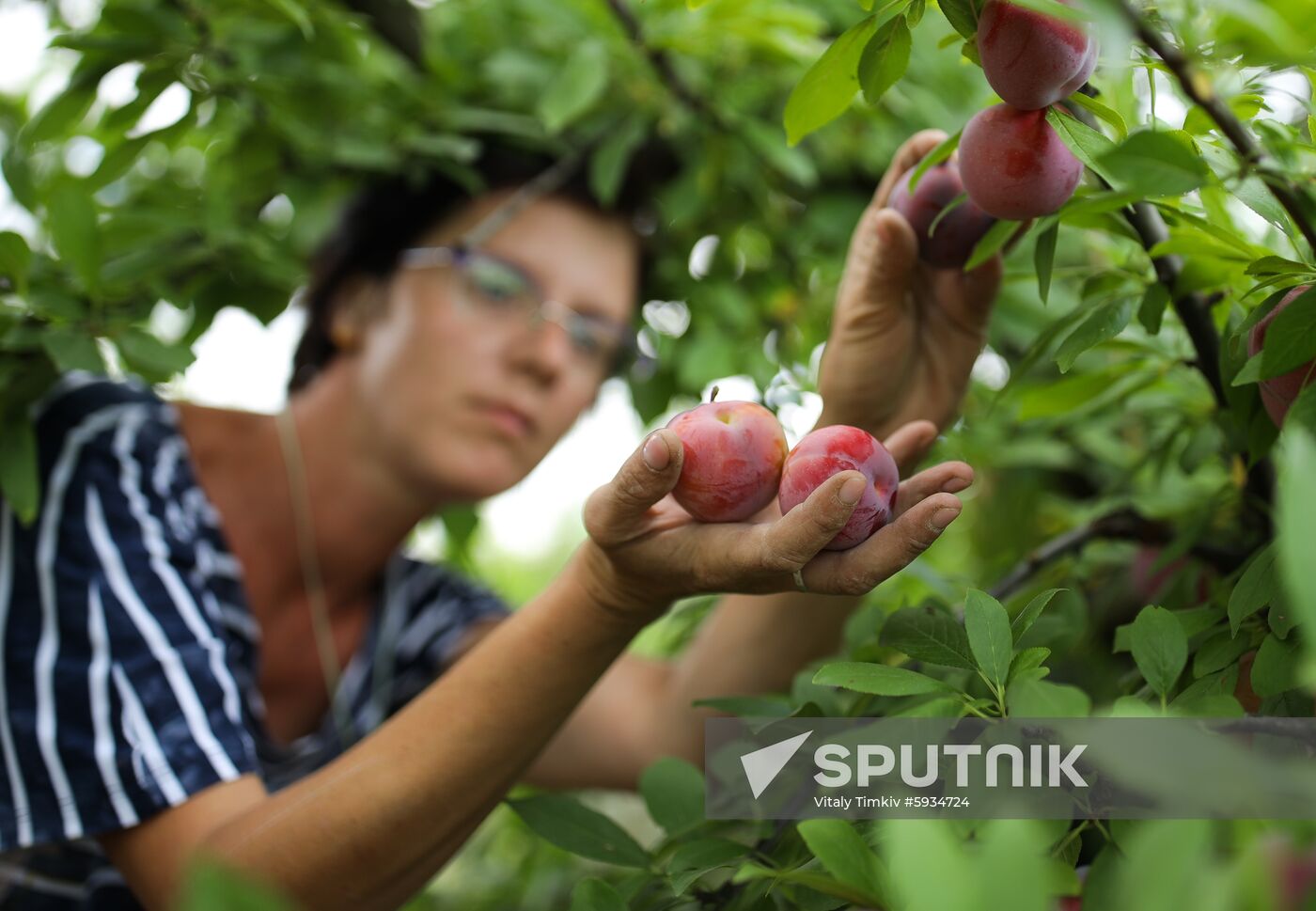 Russia Cherry Plums Harvest