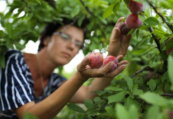 Russia Cherry Plums Harvest