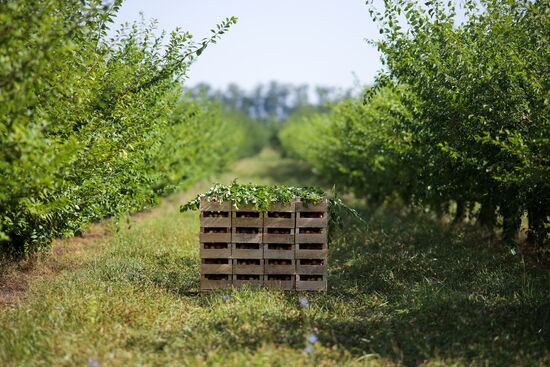 Russia Cherry Plums Harvest