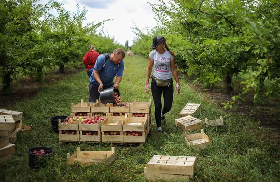 Russia Cherry Plums Harvest