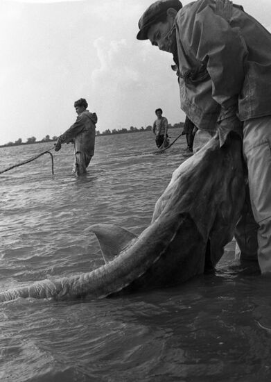 Sturgeon fishing in Volga River delta