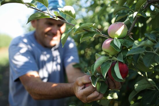Russia Apples Harvest
