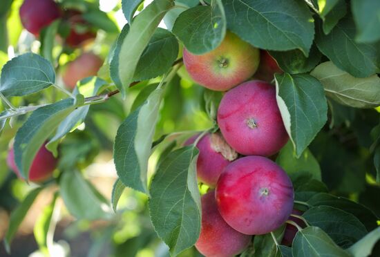 Russia Apples Harvest