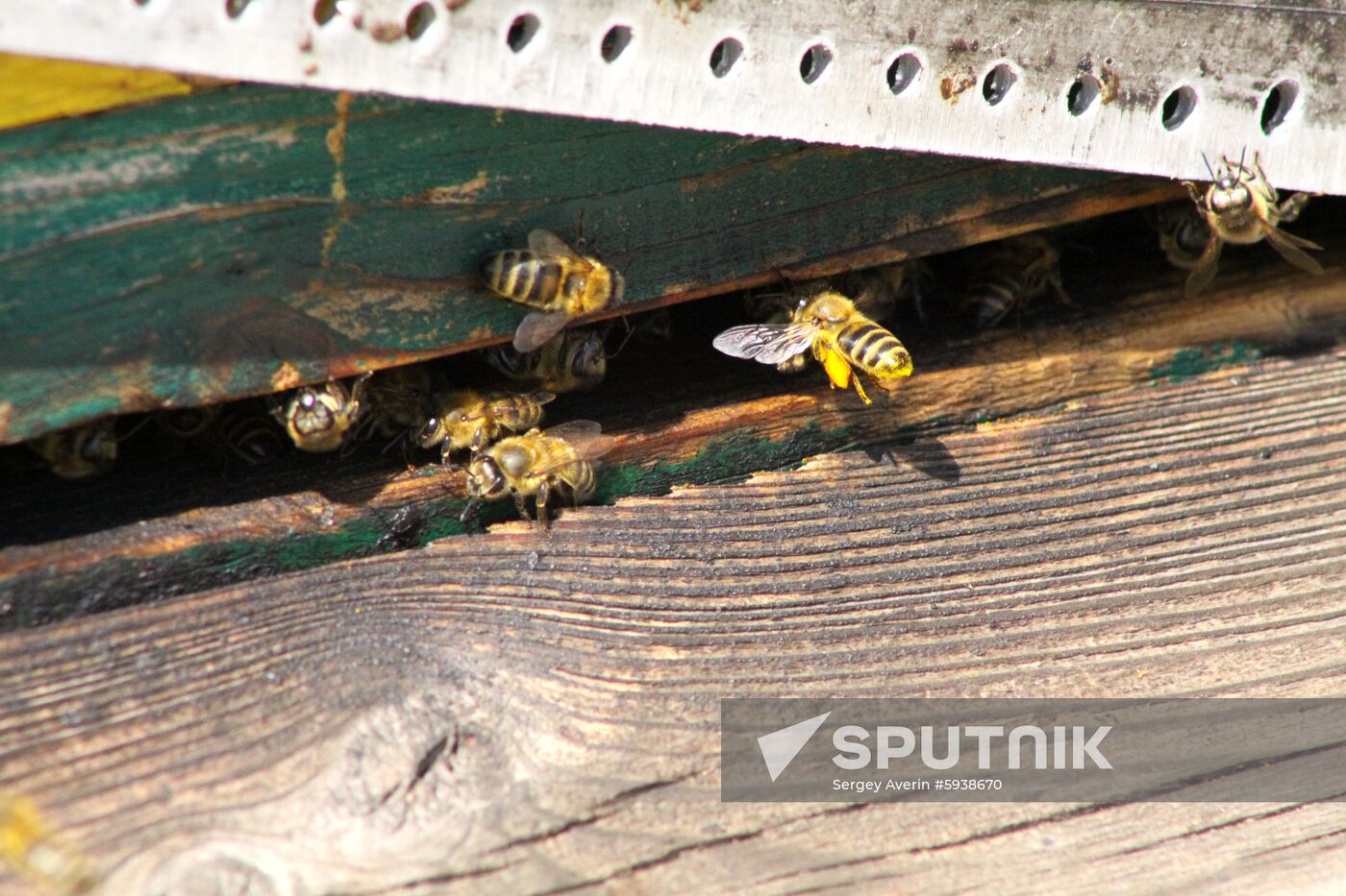 Bee-farm in the Donetsk Region