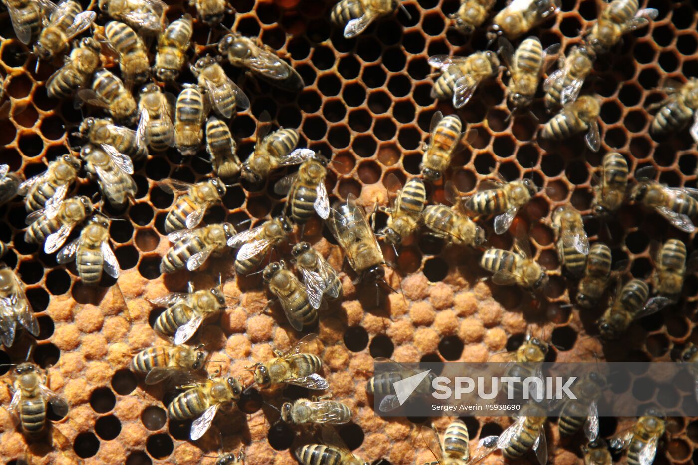 Ukraine DPR Apiary