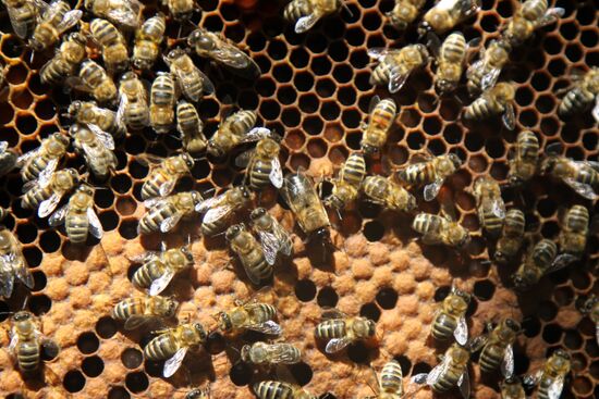Ukraine DPR Apiary