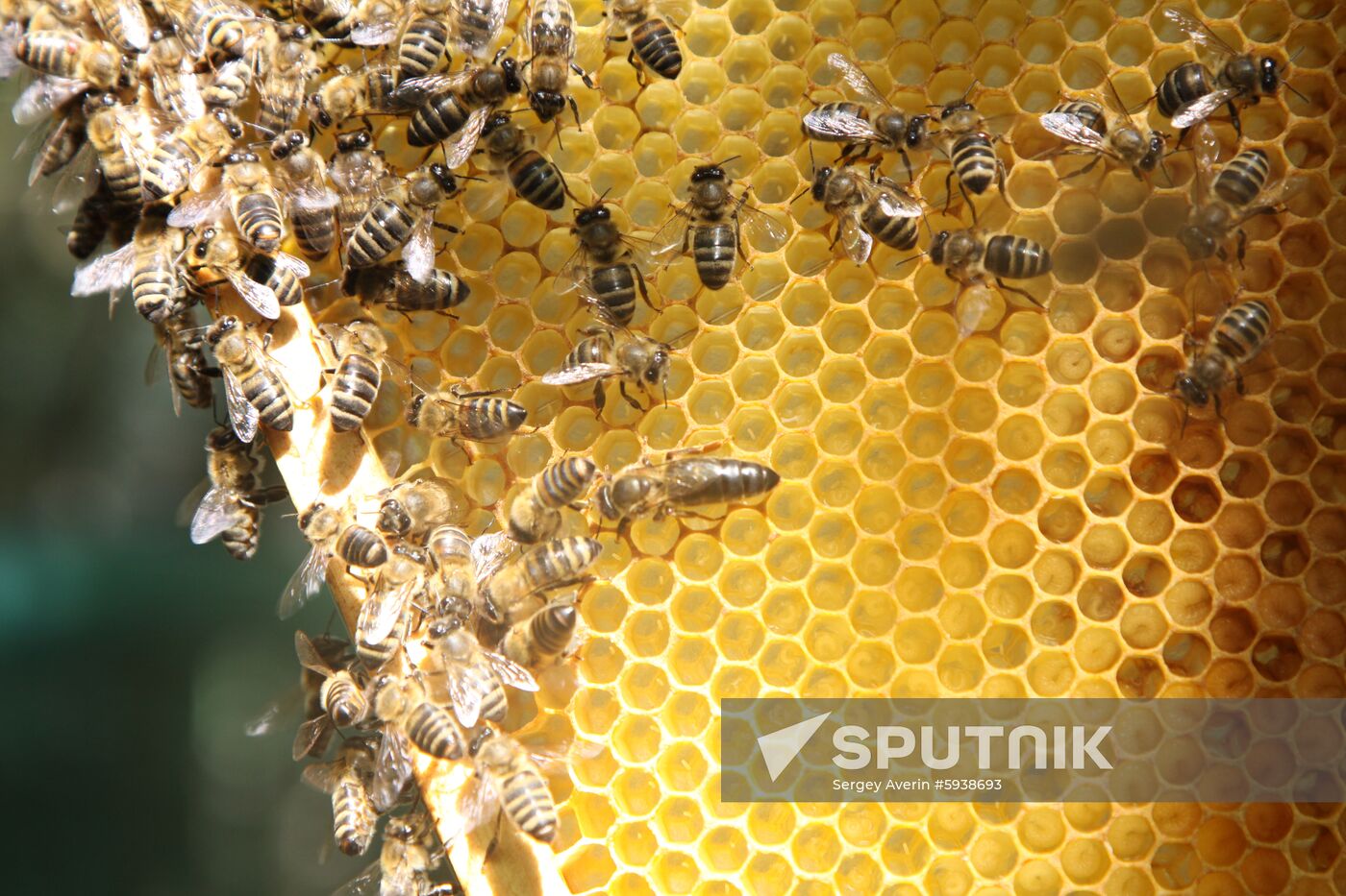 Ukraine DPR Apiary