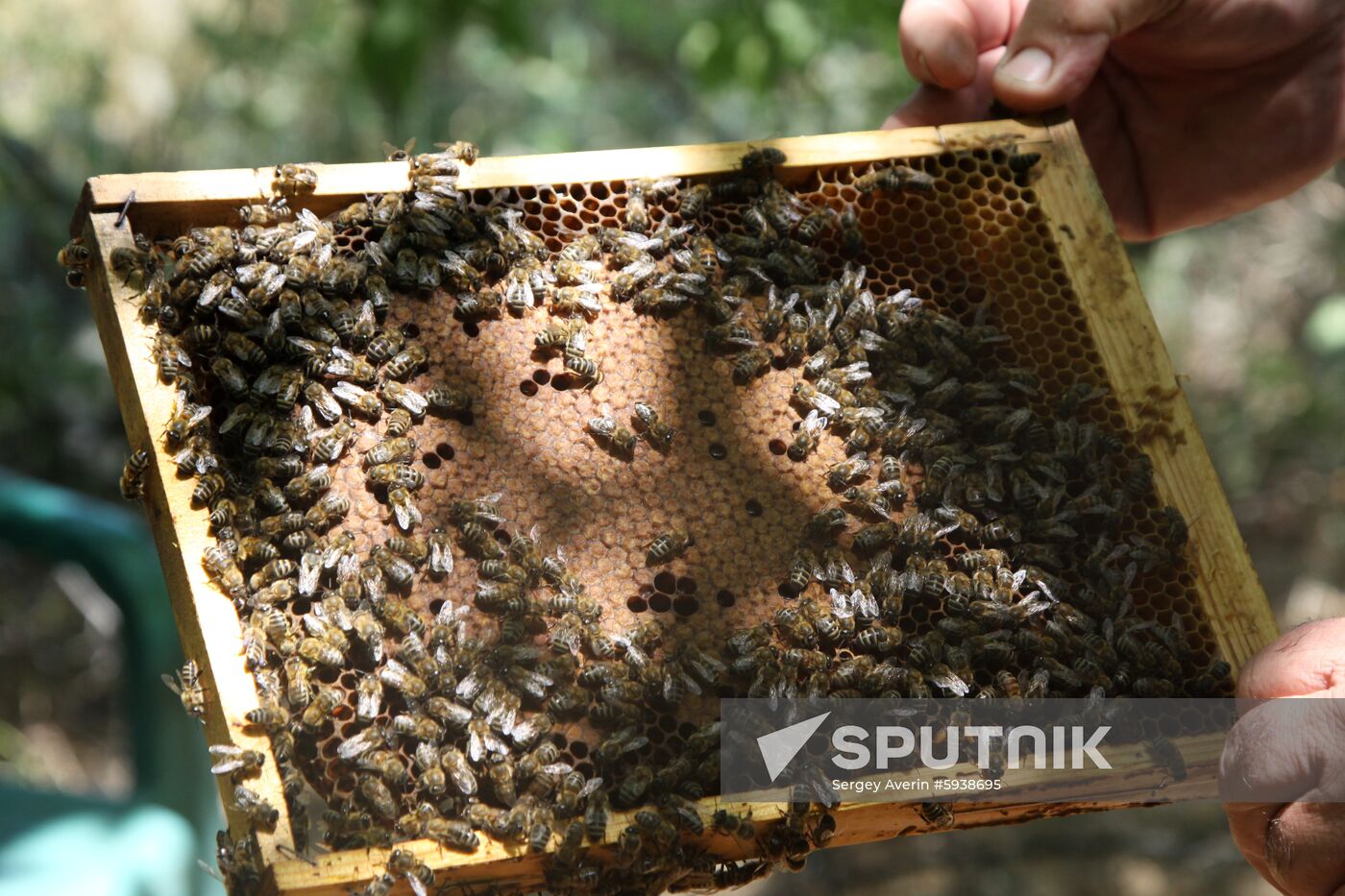 Ukraine DPR Apiary