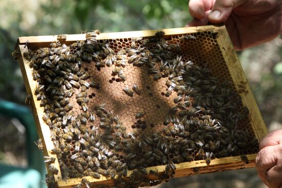 Ukraine DPR Apiary