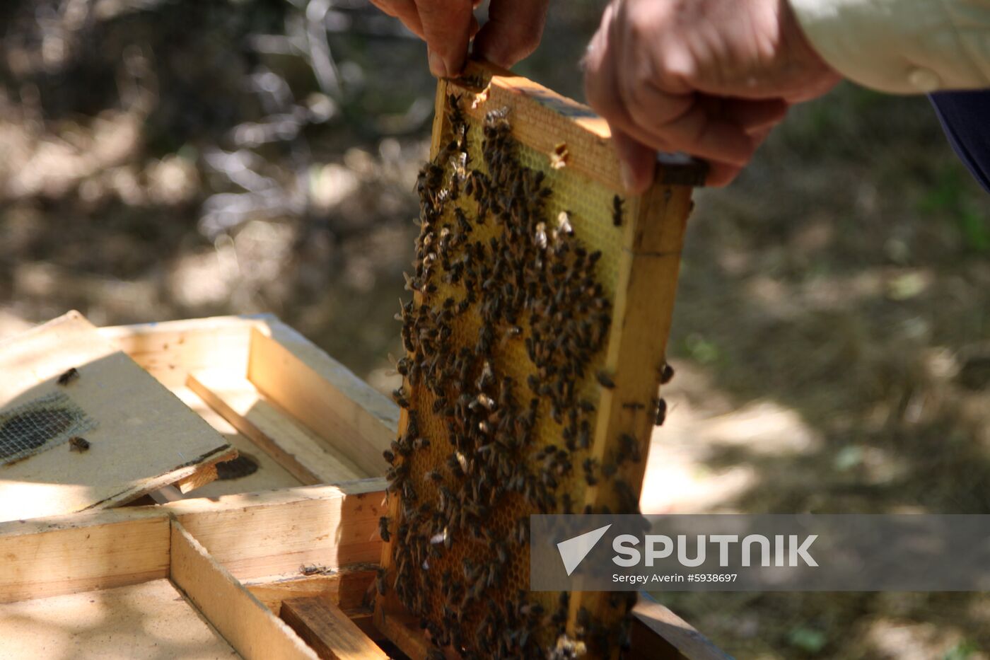 Ukraine DPR Apiary