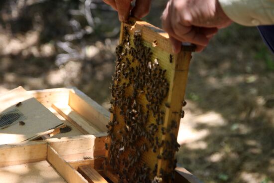 Ukraine DPR Apiary