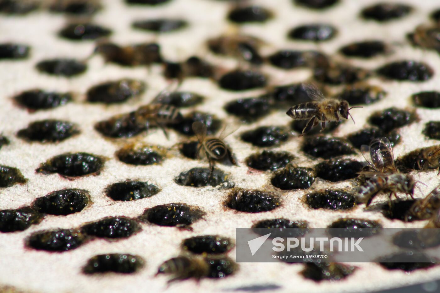 Ukraine DPR Apiary