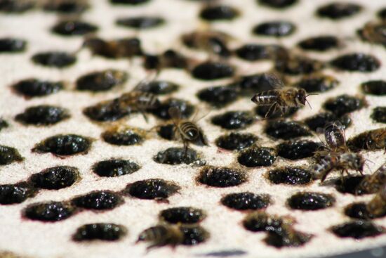 Ukraine DPR Apiary