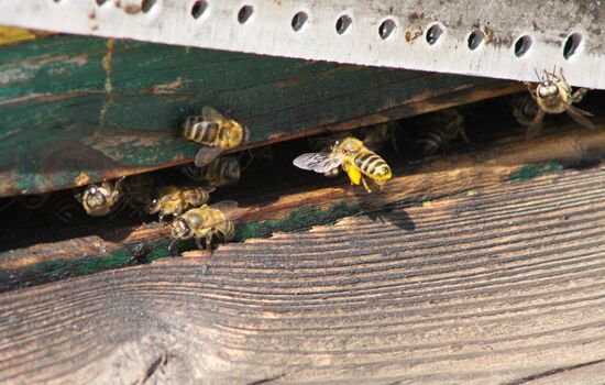 Ukraine DPR Apiary