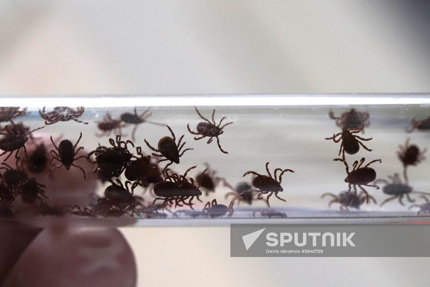 Combating insects carrying dangerous diseases in Stavropol Territory